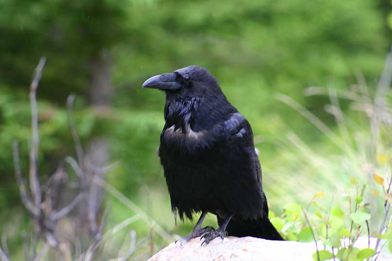 Raven