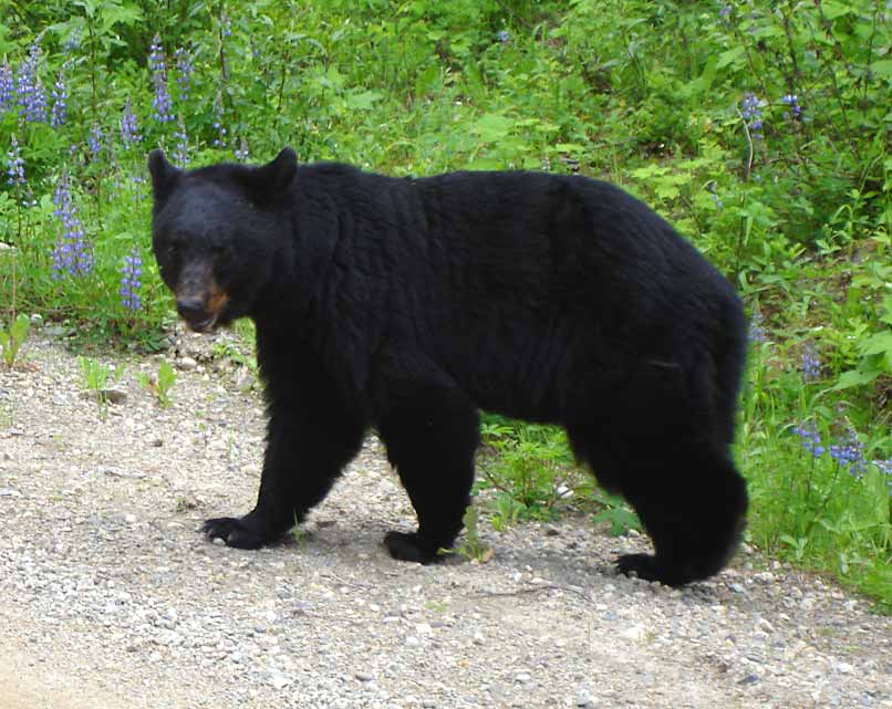 Black Bear