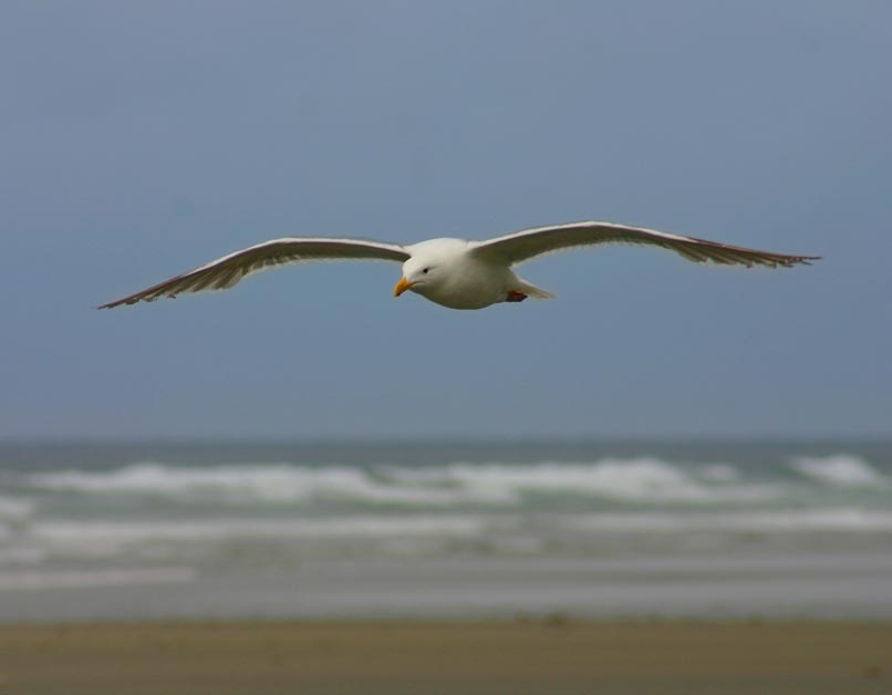Seagull