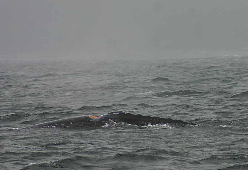 Gray Whale