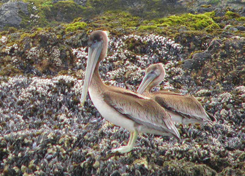 Brown Pelican
