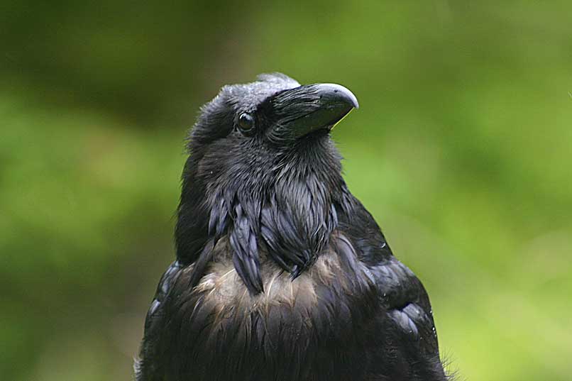 Raven