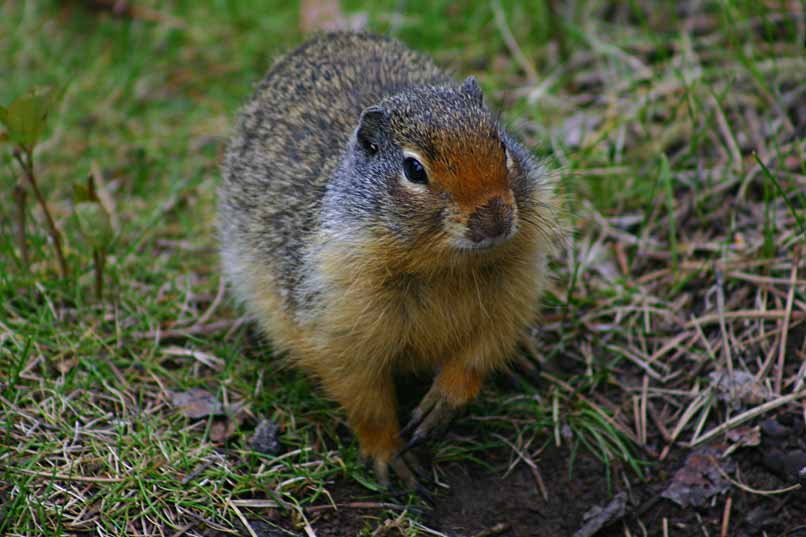 Columbian Ground Squerl