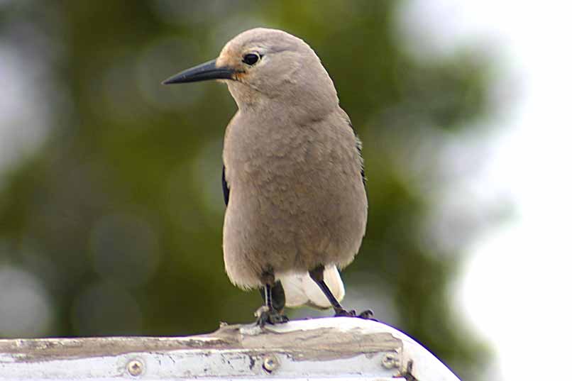 Clark's Nutcracker